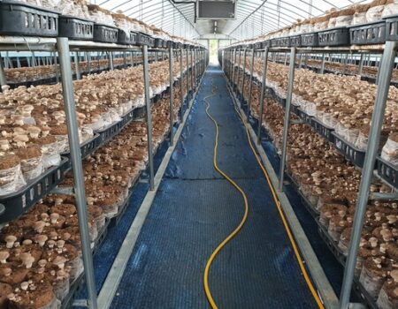 1- Cultivation of Shiitake Mushroom Sawdust Medium