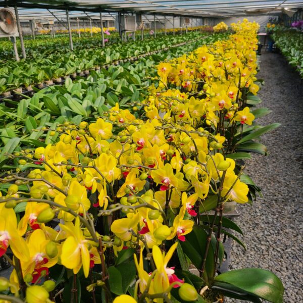 Facilities Horticulture Flower Temperature Humidity Environment Control Equipment
