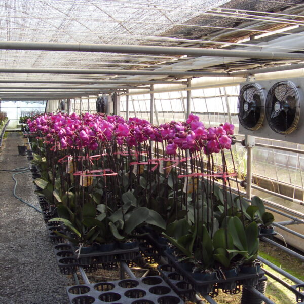 Facility Flower Phalaenopsis Orchid Low-temperature treatment and cooling equipment