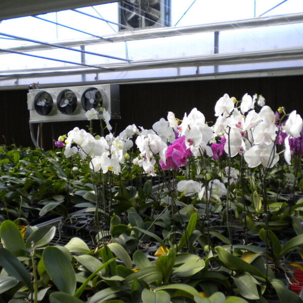 Phalaenopsis orchid greenhouse low temperature treatment cooling facility construction