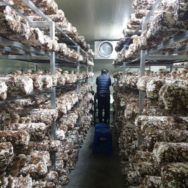 Shiitake mushroom grower's long-type medium HVACR