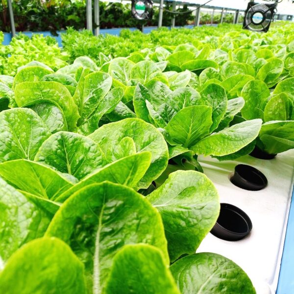 Smart farm temperature and humidity cultivation environment control