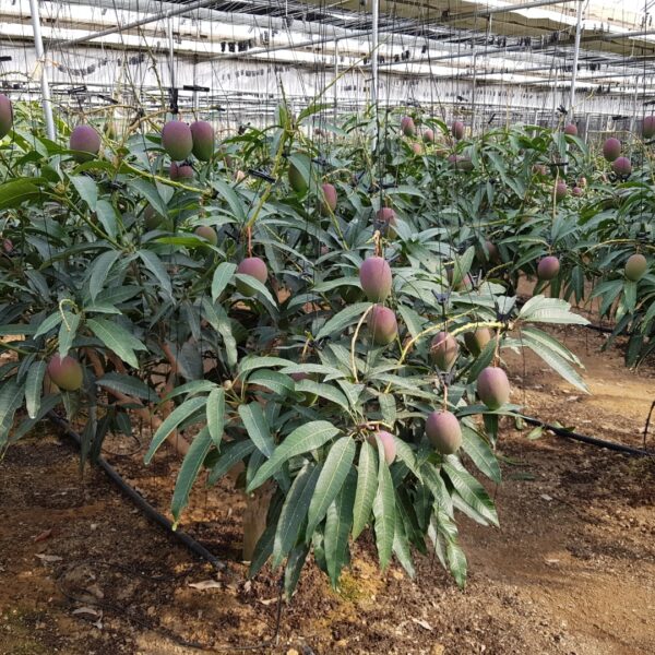 Tropical Fruit Vinyl Greenhouse Cultivation Heating Equipment Construction