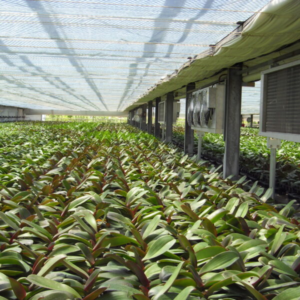 Western Orchid Greenhouse Low Temperature Treatment Air Conditioning Equipment Construction